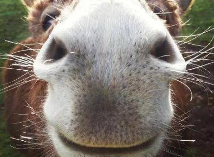 Casa Nova Dom wakacyjny